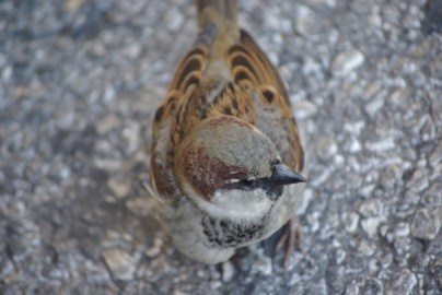 sparrow