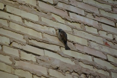 wall:bird