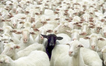 black-sheep_1719970i