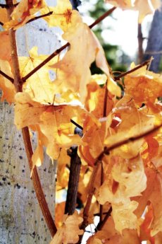 19770_1203220603630_6083083_n