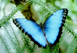blue morpho