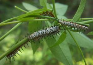 zebralongwing caterpillar