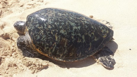 960293_10205025949881978_8709635484435880594_n